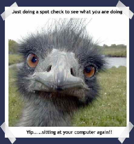 678814486_1203839920_ostrich21111