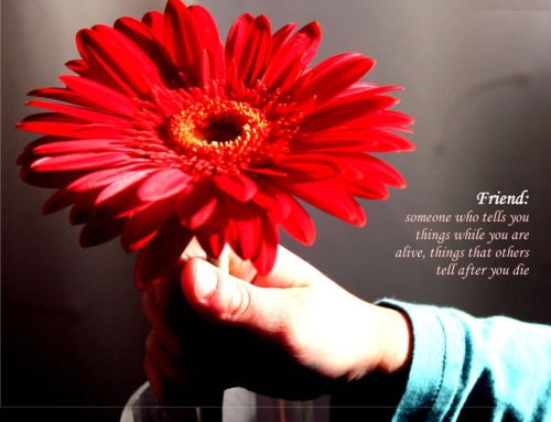 friendshipday-fixb-w500-h500friendshipday_722776573_1216403758_flower